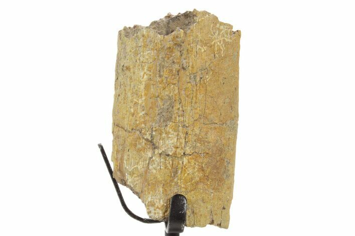 Fossil Hadrosaur Rib Section w/ Metal Stand - South Dakota #378576